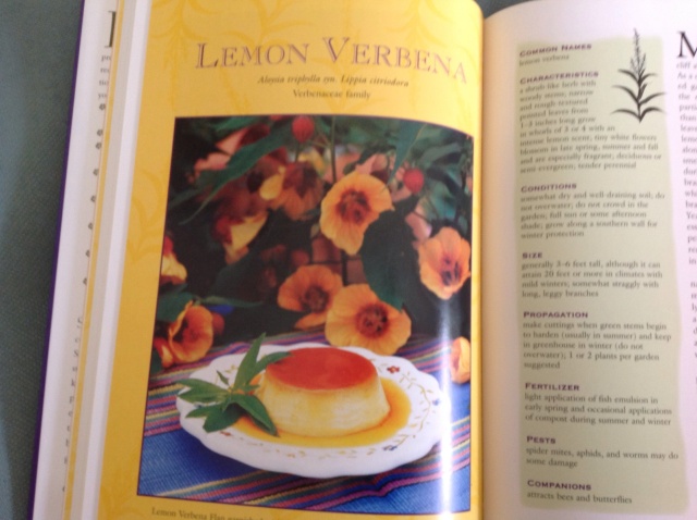 Lemon Verbena Dessert